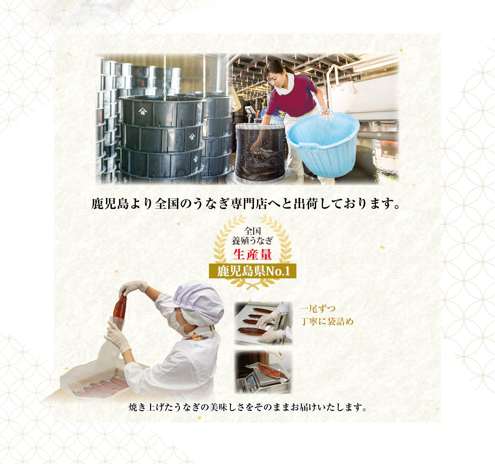 鹿児島より全国のうなぎ専門店へと出荷しております